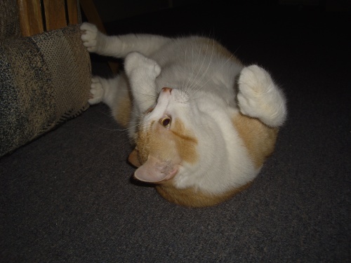 IMGP0289.jpg