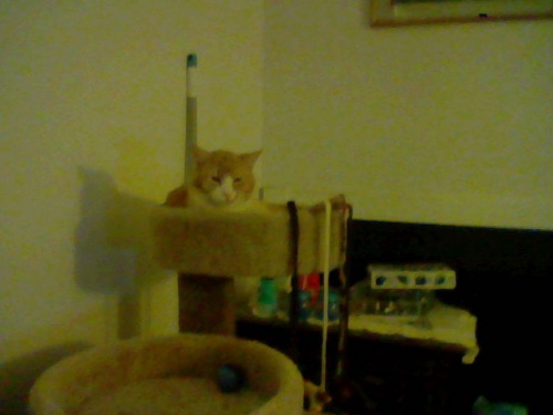 Cats & Posters 014.jpg