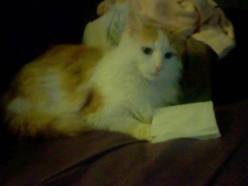 Cats & Posters 010.jpg