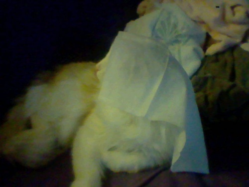 Cats & Posters 009.jpg