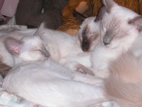Thomas, Louis & Toby.jpg