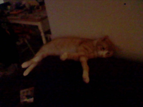 Cats & Posters 021.jpg