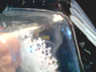 shiner 9.jpg