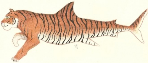 TigerShark.jpg