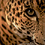 Leopardo